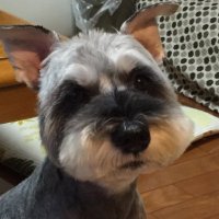 ちーぼー (@chibomelo) 's Twitter Profile