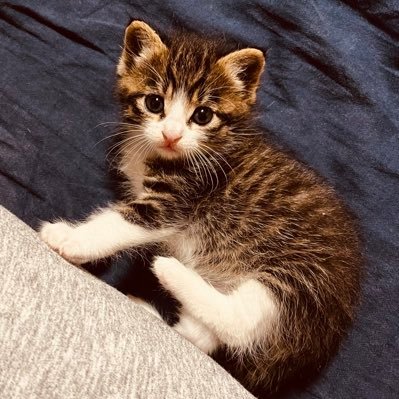 のんびりと暮らしてます。 食べ歩き、散歩(チャリ移動含む)好き。
主に、食べたものと散歩の記録用なので、たいした事つぶやきません。