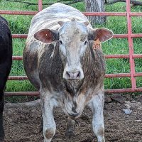 Littlebcattl (@bymkcattl) 's Twitter Profile Photo Littlebcattl (@bymkcattl) 's Twitter Profile Photo