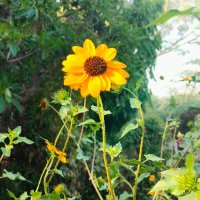 Vaishnavi || वैष्णवी (@mvaish06) 's Twitter Profile Photo