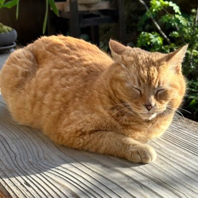 mimi_sora0818's profile picture. 読書/文庫本/嵐/銀魂/kingGnu/SEKAI NO OWARI/読書好きな人と繋がりたい/無言フォロー&いいね失礼します