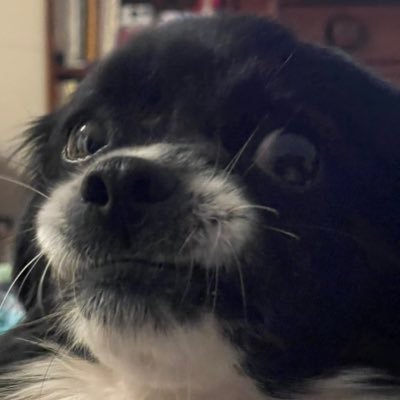 BigFriendlyDino's profile picture. 