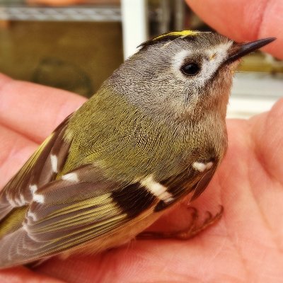 石川県能美市大成町「くらしの雑貨と贈りもの　サラダ館根上店」、粟生町「銘酒のモリヘイ」という２つのお店の中の人ですが、こちらではおもに個人の感想をつぶやきます。
岩手県岩手郡滝沢村生まれ、石川県能美市在住のお酒・音楽・スポーツ・マンガ・文学好き