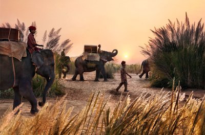 somaagedream's profile picture. I love elephants