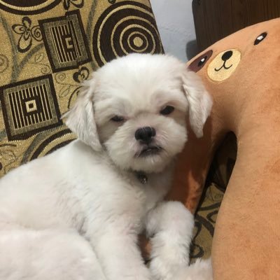 han_mei_han95's profile picture. よろしくお願いしまーす | 歌い手╰(*´︶`*)╯♡