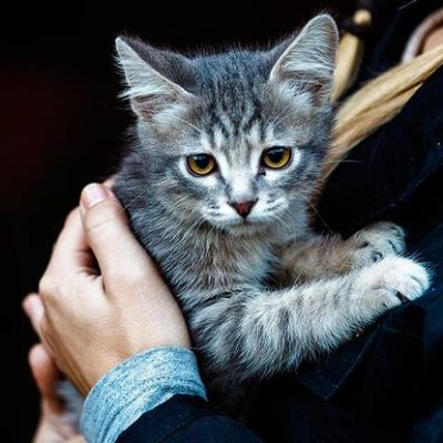 emjayve01's profile picture. Smart animal - cat