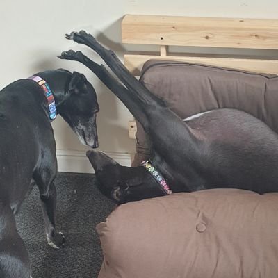 The latest in a long line of rescued greyhounds homed by this family.