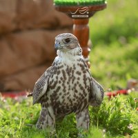 ماجد العتيبي MBS 💛💙 (@dwak_3indi) Twitter profile photo