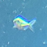 わ茶魚 (@wachauo) Twitter profile photo