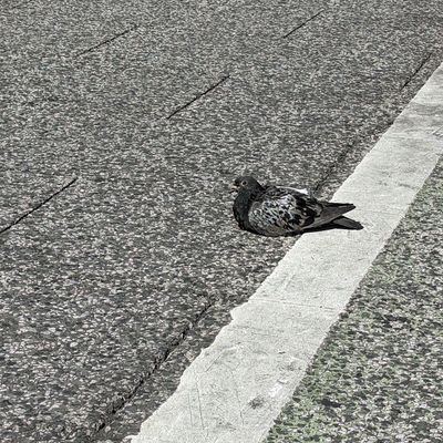 CCSDgu7f9K25611's profile picture. 東大阪市に住んでいます。よろしくお願いいたします