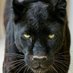Black Panther 🔪 (@panther_402) Twitter profile photo Black Panther 🔪 (@panther_402) Twitter profile photo