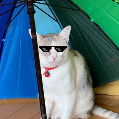 nyancat1743's profile picture. 07 ベイスターズファン 色んなもの好き