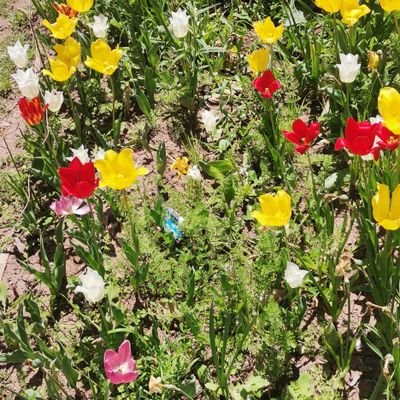 hevidar15's profile picture. Serbest insan