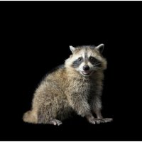 Retired (@reverseraccoonz) 's Twitter Profile Photo