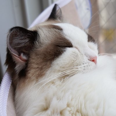 ＊* 　t♡プロフ見てください 　*＊ それにしても昨日のハーフツインめっちゃ可愛いかった笑