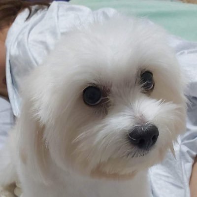 itsthemaple's profile picture. 
