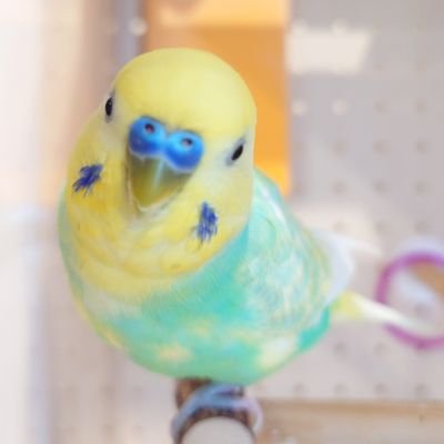 セキセイインコのプリンちゃん♂、ウロコインコの麦ちゃん♀と暮らしてます🦜
9/28にサザナミインコのチルちゃんをお迎えしました😄✨
鳥好きさんと仲良くなれたら嬉しいです🥰無言フォロー&RT大歓迎です🎵
プリンちゃんが日記を始めたのでよろしくお願いします！ @puddings_diary