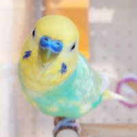 しろたん27 (@shirotan27) 's Twitter Profile Photo しろたん27 (@shirotan27) 's Twitter Profile Photo
