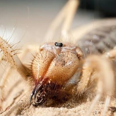 bobeebs's profile picture. they/them | 28 | homo-sexual underground 🐀🪩