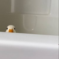 daisy🦆 (@babyitsdaisyy) 's Twitter Profile
