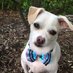 Patriotic Puppy (@patrioticpup) Twitter profile photo Patriotic Puppy (@patrioticpup) Twitter profile photo