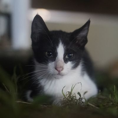 lovecatforyou Profile Picture