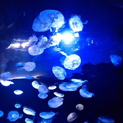 ＤＢＤ、ドライブ、旅行、料理が趣味です。