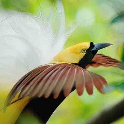 AderianusOhee's profile picture. suka musik