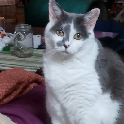 marcusallison's profile picture. My sweet Anna that passed over to heaven on 05/07/2023.  I'm ordained animal chaplain no charge. https://t.co/iyVVynrvvS I love to follow cats and dogs