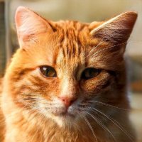 Jenn Heinzman (@jennheinzm54539) 's Twitter Profile