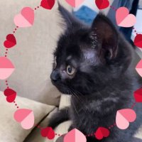 Quin༼•︠ᴥ•︡ ༽😽.eth (@200jmz10ll) 's Twitter Profile