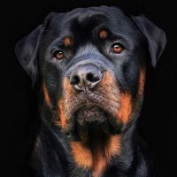 Luis Rojas (@lrojaspe) 's Twitter Profile