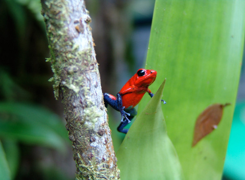 Actua Dmc is the leading tour operator of the region, presenting visitors around the globe with the echantingness of Costa Rica in a Sostenible way.