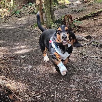 Just a dog who does stuff and likes things , mostly the leafs but also squirrels and stuff #LeafsForever