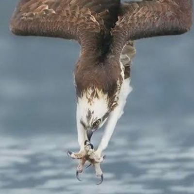 drthegotfather's profile picture.