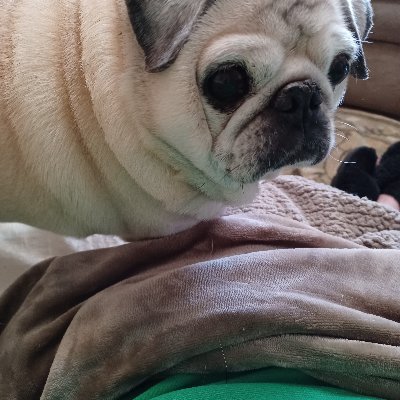 pugmom333 Profile Picture