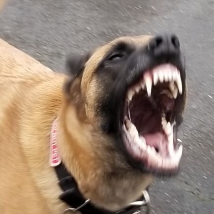 UsedDogsK9's profile picture. 