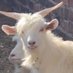 sheep🐑 (@reallygood0705) Twitter profile photo sheep🐑 (@reallygood0705) Twitter profile photo