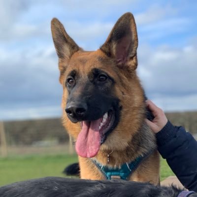 #mum of two & German Shepherd, happy wifey, born bred in Midlands, proud to be living in da north