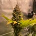 AVANTGARDEN 🍁 (@avantgrow) Twitter profile photo AVANTGARDEN 🍁 (@avantgrow) Twitter profile photo