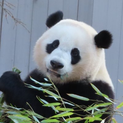 oreoholicpanda's profile picture. Gamer and Crypto Enthusiast. ⏱️👀⌚️ Watch Guy