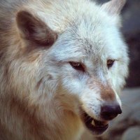 The White Wolf(@KnebelTami) 's Twitter Profile Photo