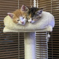 Nic (@nickydblade) 's Twitter Profile Photo