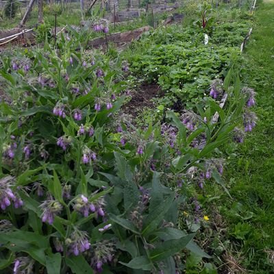 TineLebois's profile picture. J'y suis, j'y reste✊
Assmat,  Landes de Bretagne et permaculture....