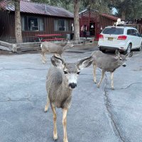 mukesh (@mukeshpatel971) 's Twitter Profile