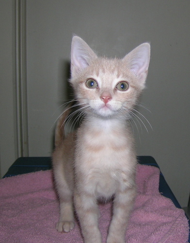 foothillsshelte's profile picture. Open Admission shelter Polk Co. NC and Upper Spartanburg, SC
Our goal is for NO More Homeless Pets