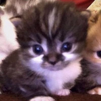 jjissilly's profile picture. # m/w @queenslverboy ^_^