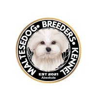 Maltesedog Breeders kennel(@MaltesedogBK) 's Twitter Profile Photo