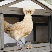 P A Barnhardt (@nanananamaga) 's Twitter Profile