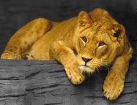 Lionesses - global